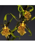 Orchidée Brascidostele Gilded Tower ‘Mystic Maze’, vente