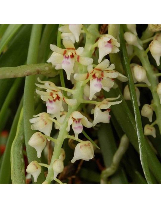 Tuberolabium odoratissimum orchidée parfumée, vente
