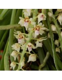 Tuberolabium odoratissimum orchidée parfumée, vente