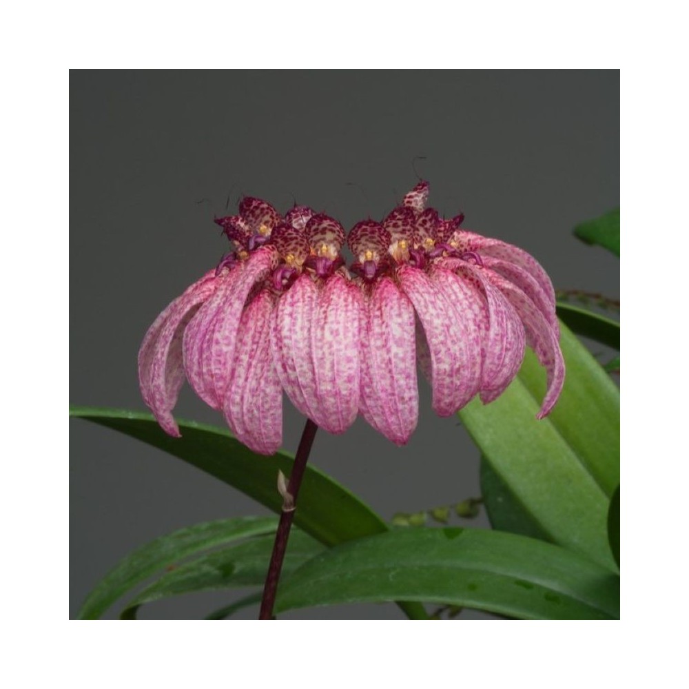 Bulbophyllum eberhardtii orchidée culture facile, vente