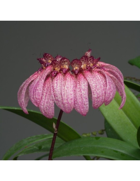 Bulbophyllum eberhardtii orchidée culture facile, vente