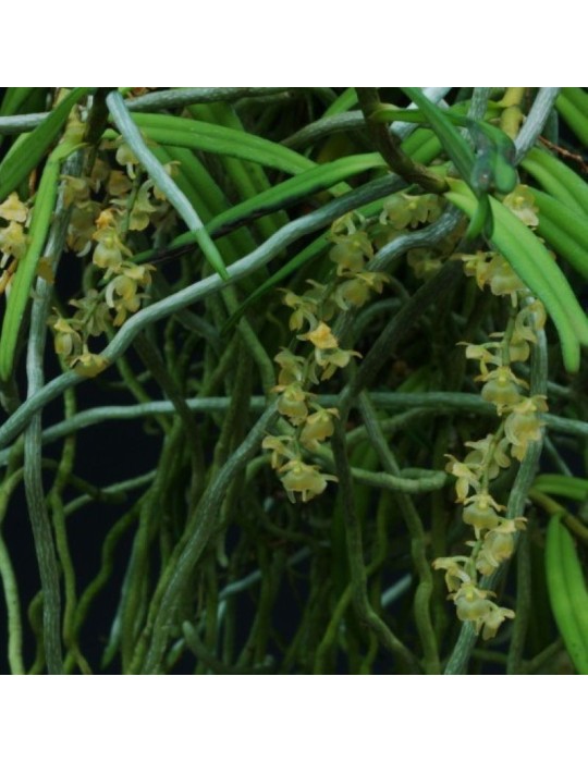 Rhipidoglossum cuneatum orchidée miniature, vente