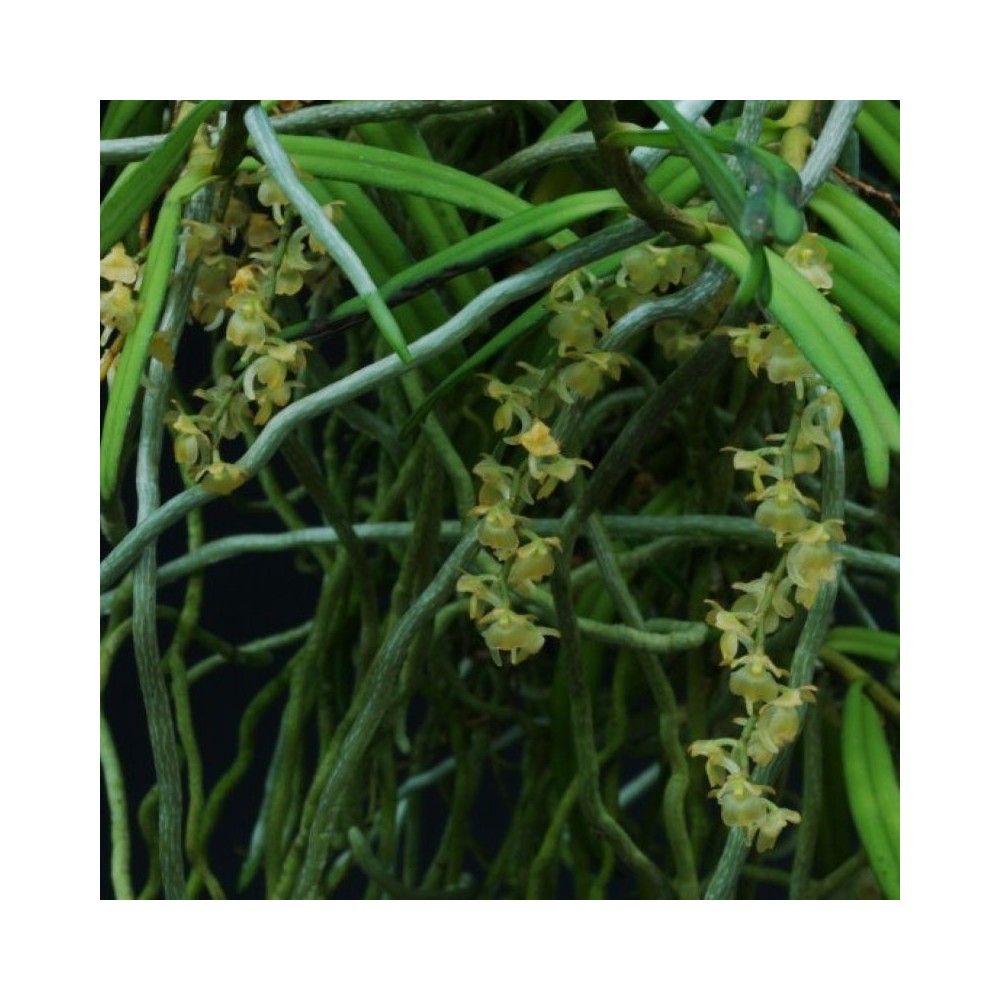 Rhipidoglossum cuneatum orchidée miniature, vente
