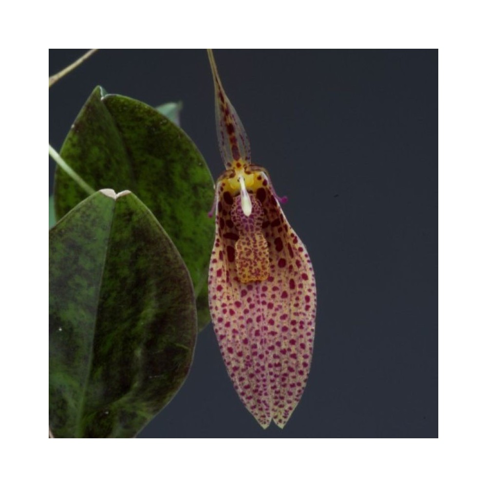 Restrepia elegans orchidée miniature, vente