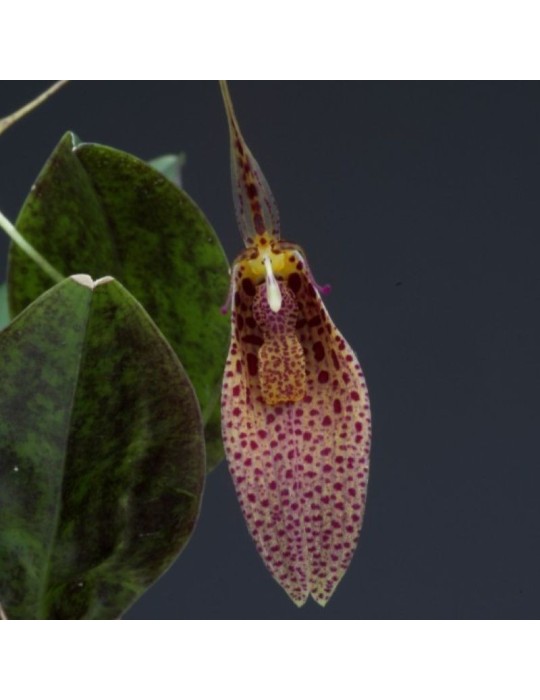 Restrepia elegans orchidée miniature, vente