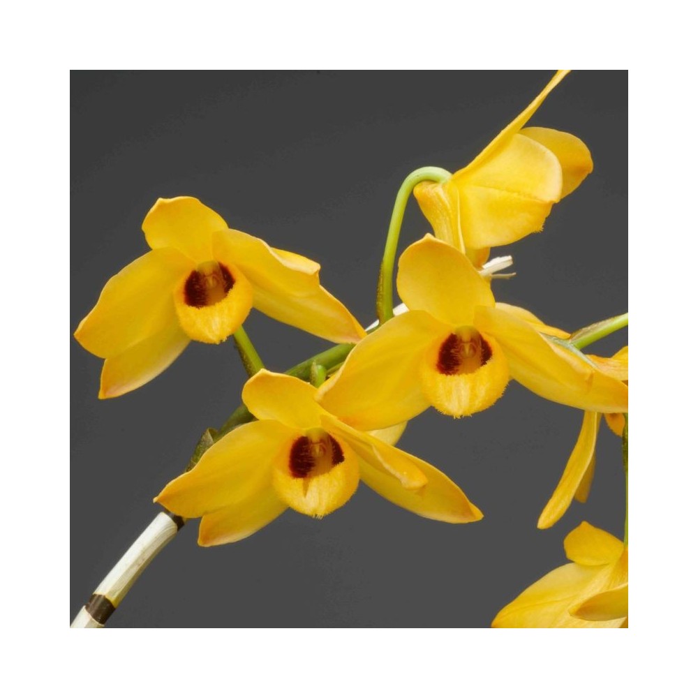 Dendrobium moschatum orchidée, vente