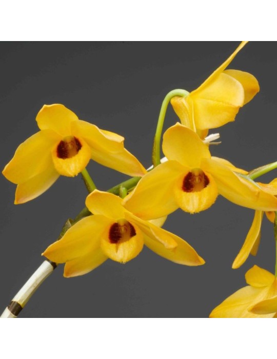 Dendrobium moschatum orchidée, vente