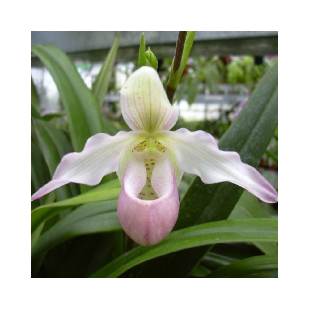 Phragmipedium Sedenii orchidée, vente