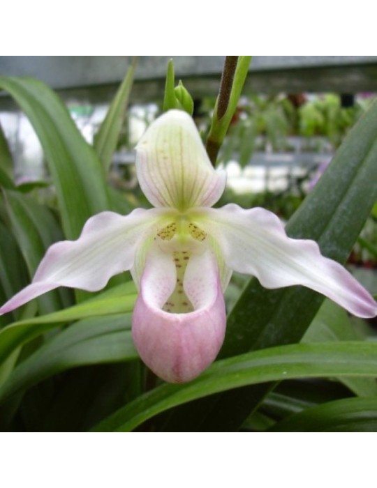 Phragmipedium Sedenii orchidée, vente