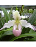 Phragmipedium Sedenii orchidée, vente