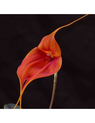 Masdevallia veitchiana orchidée miniature, vente