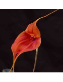 Masdevallia veitchiana orchidée miniature, vente