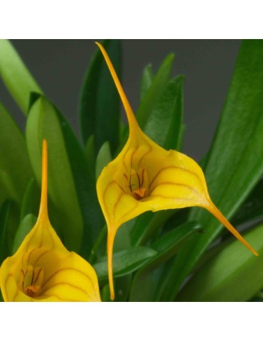 Masdevallia Enez Sun orchidée miniature, vente