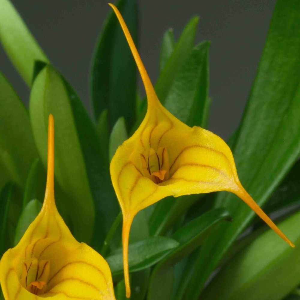 Masdevallia Enez Sun orchidée miniature, vente