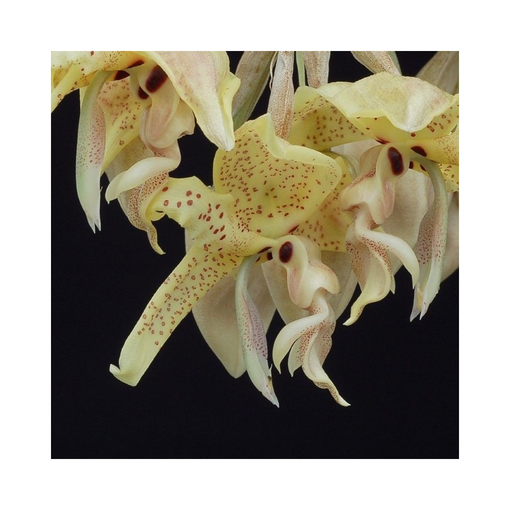 Stanhopea costaricensis orchidée parfumée, vente