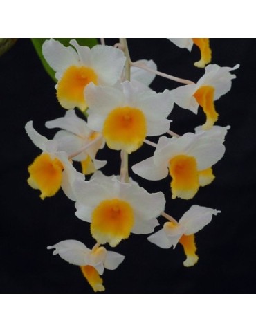 Dendrobium Farmeri-Thyrsiflorum orchidée, vente