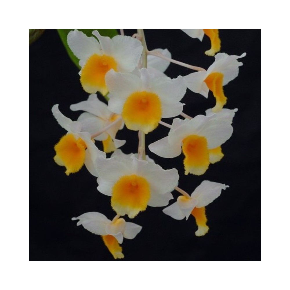 Dendrobium Farmeri-Thyrsiflorum orchidée, vente
