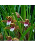 Maxillaria sanguinea orchidée, vente