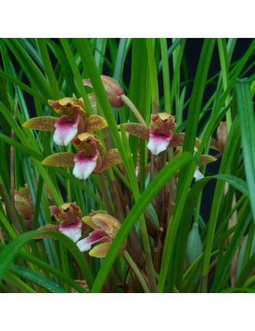 Maxillaria sanguinea orchidée, vente 2