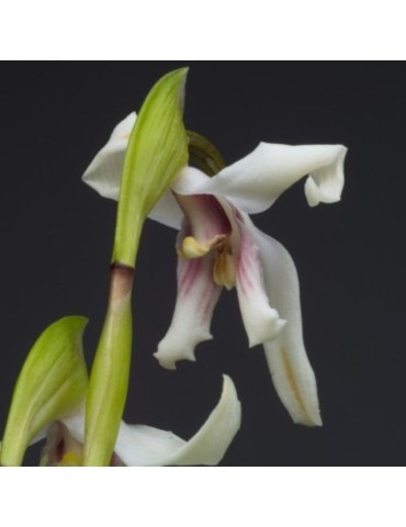 Maxillaria augustae-victoriae