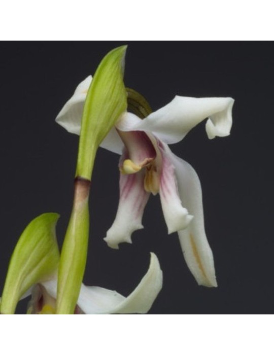 Maxillaria augustae-victoriae orchidée rare, vente