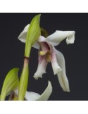 Maxillaria augustae-victoriae orchidée rare, vente