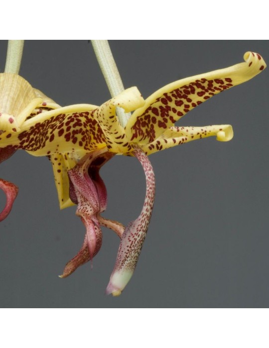 Embreea rodigasiana x Stanhopea oculata orchidée parfumée, vente