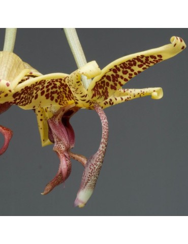 Embreea rodigasiana x Stanhopea oculata orchidée parfumée, vente