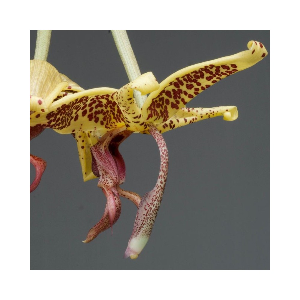Embreea rodigasiana x Stanhopea oculata orchidée parfumée, vente