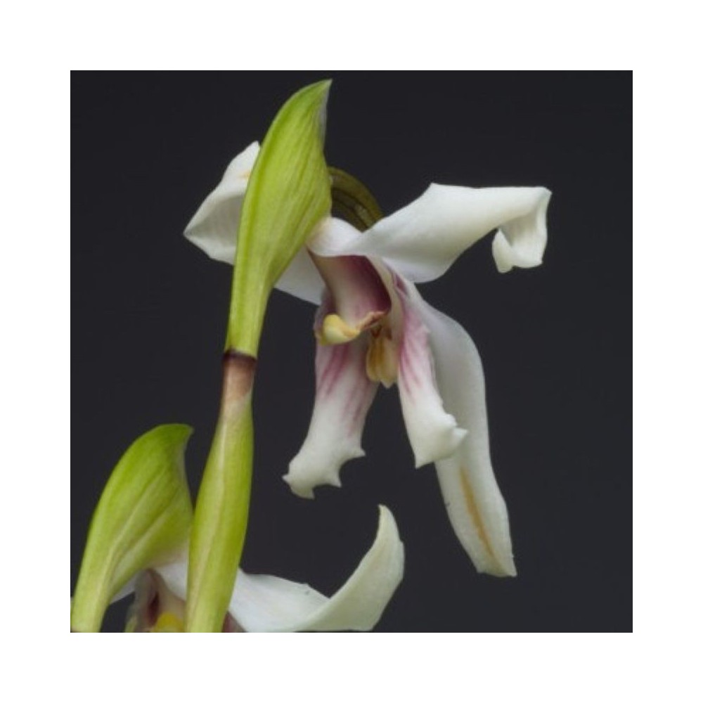 Maxillaria augustae-victoriae orchidée rare, vente
