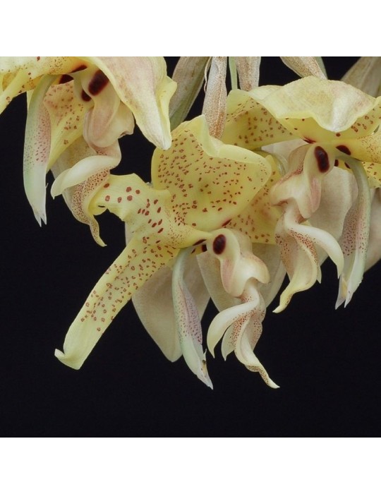 Stanhopea costaricensis orchidée parfumée, vente