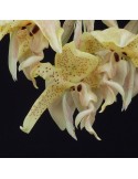 Stanhopea costaricensis orchidée parfumée, vente