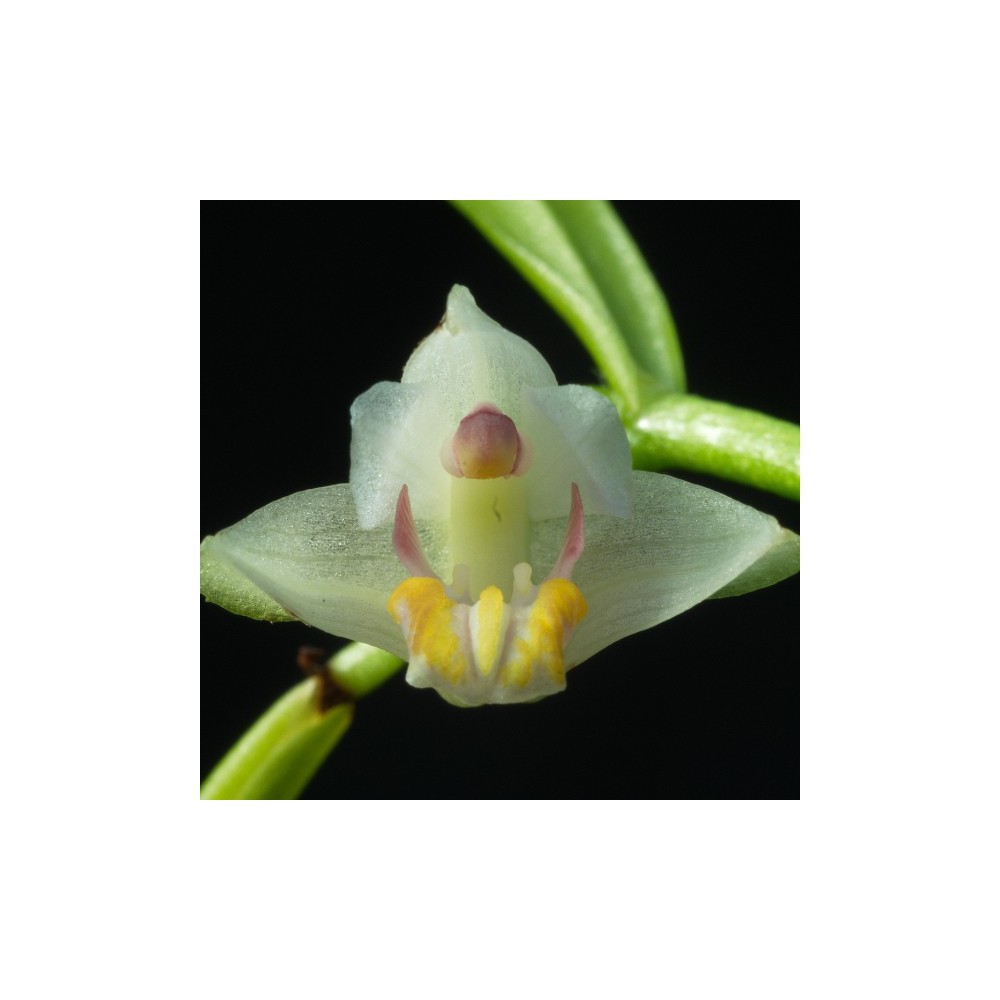 Eria rosea