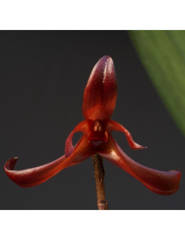 Maxillaria longipes 2
