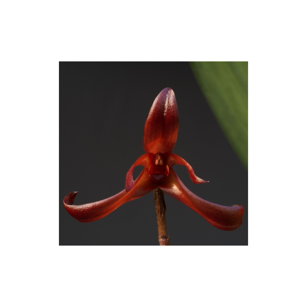 Maxillaria longipes