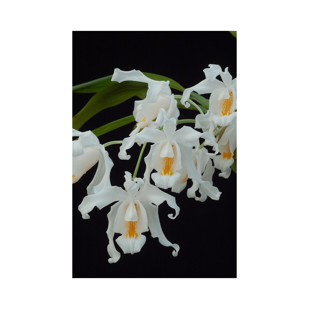 Coelogyne cristata