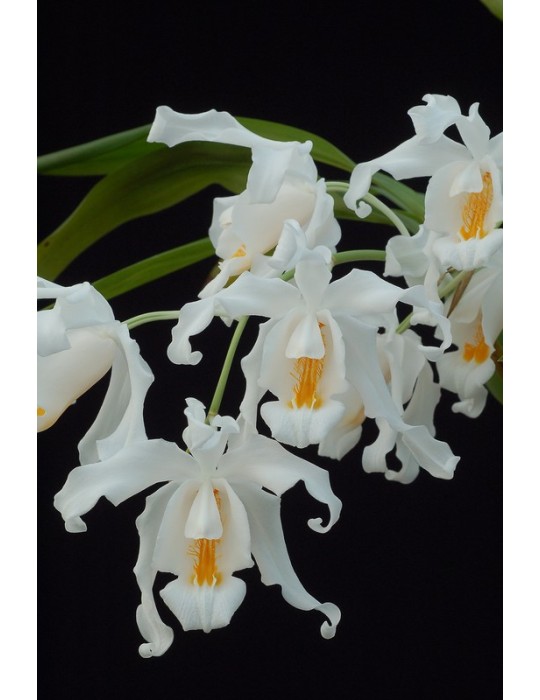 Coelogyne cristata
