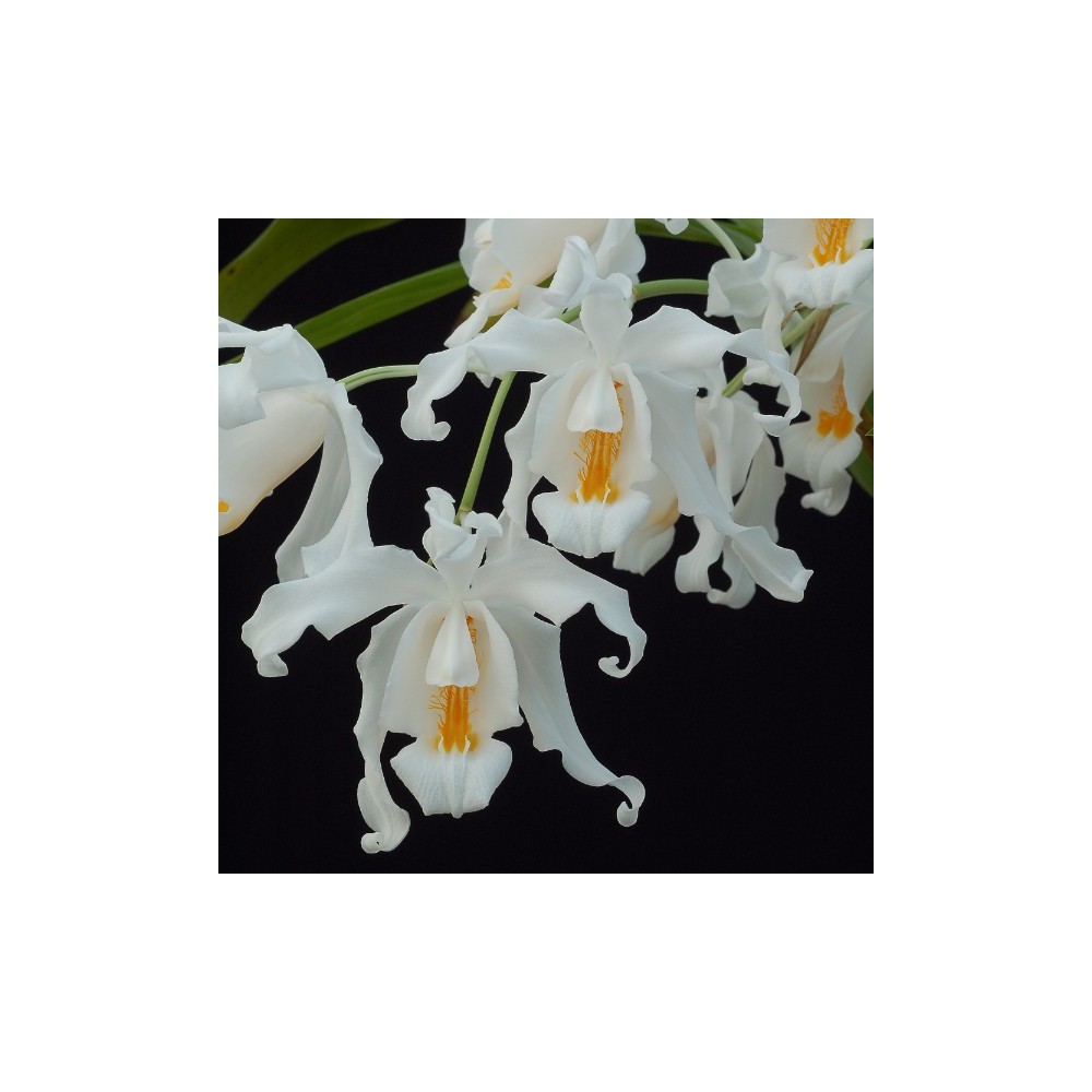 Coelogyne cristata
