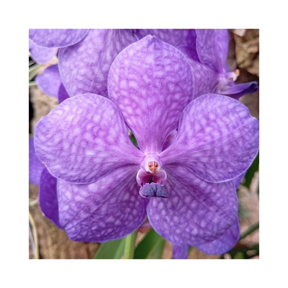 Orchidée Vanda , à placer en pleine lumière, floraison spectaculaire de couleur bleue