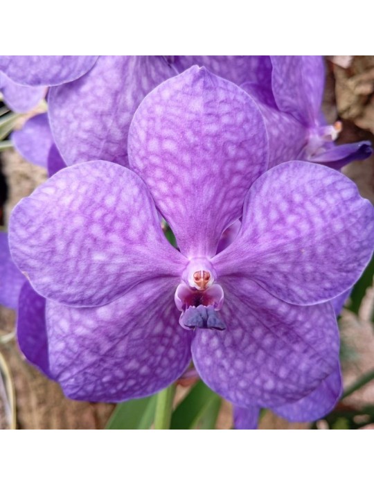 Orchidée Vanda , à placer en pleine lumière, floraison spectaculaire de couleur bleue