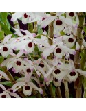 Dendrobium nobile