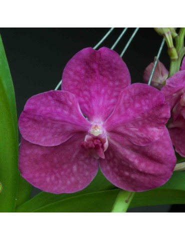 Orchidée Vanda , à placer en pleine lumière, floraison spectaculaire de couleur rose