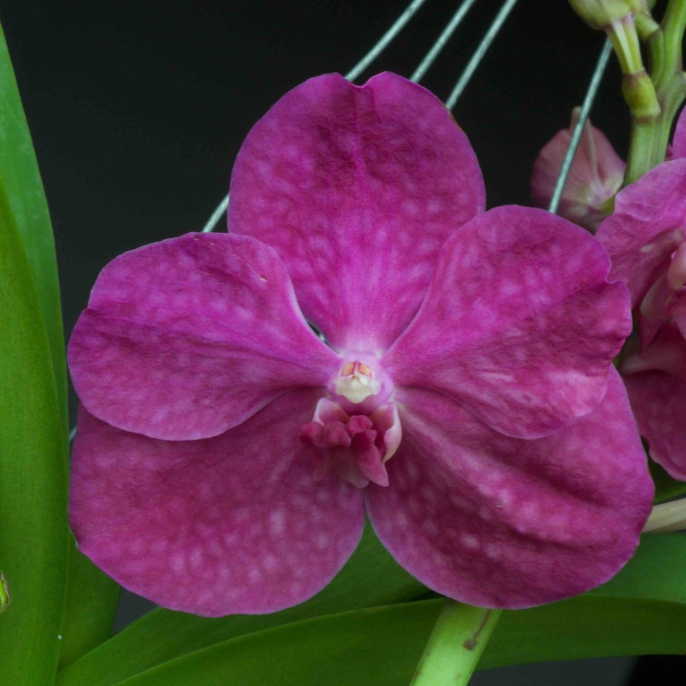 Orchidée Vanda , à placer en pleine lumière, floraison spectaculaire de couleur rose