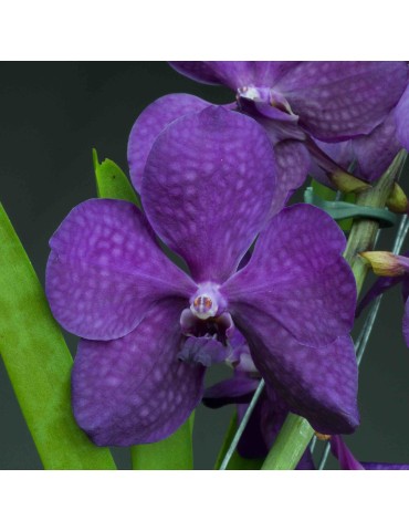 Orchidée Vanda , à placer en pleine lumière, floraison spectaculaire de couleur bleue