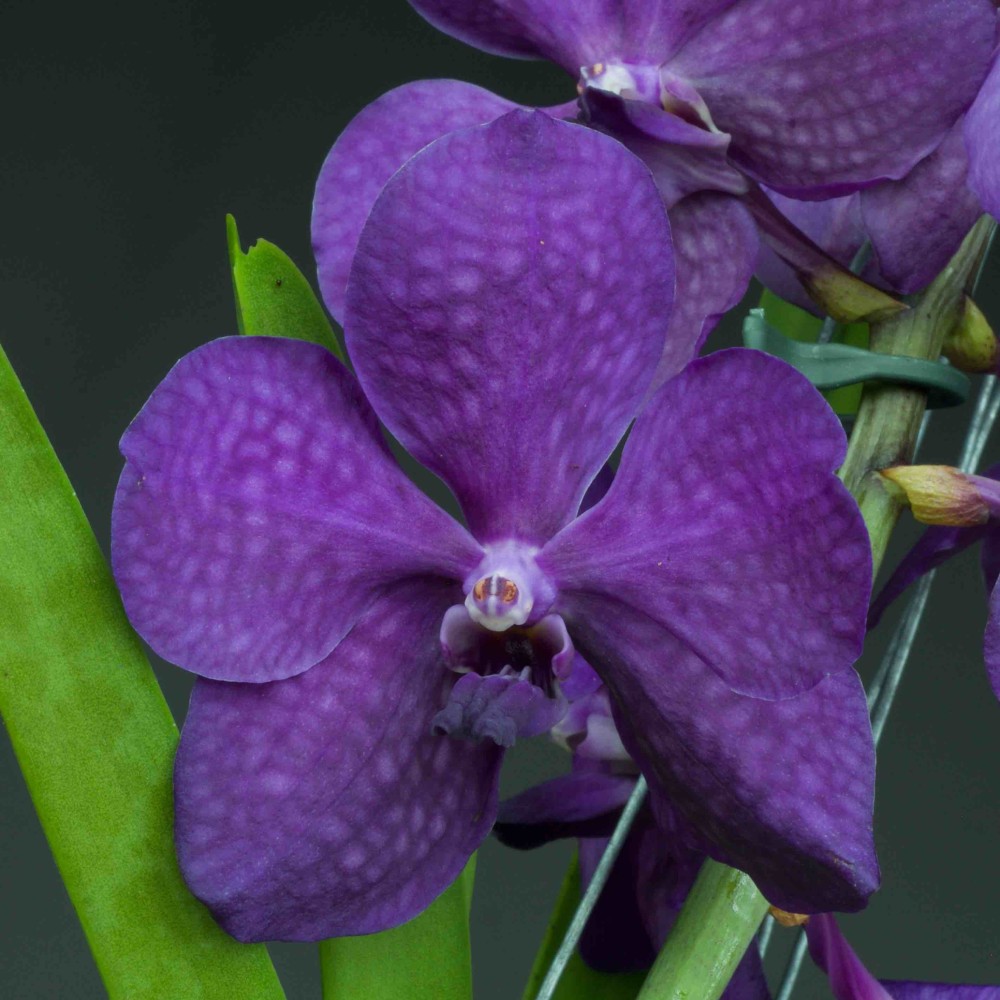 Orchidée Vanda , à placer en pleine lumière, floraison spectaculaire de couleur bleue