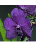 Orchidée Vanda , à placer en pleine lumière, floraison spectaculaire de couleur bleue