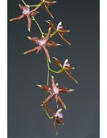 Odontoglossum cristatum orchidée rare, vente 2