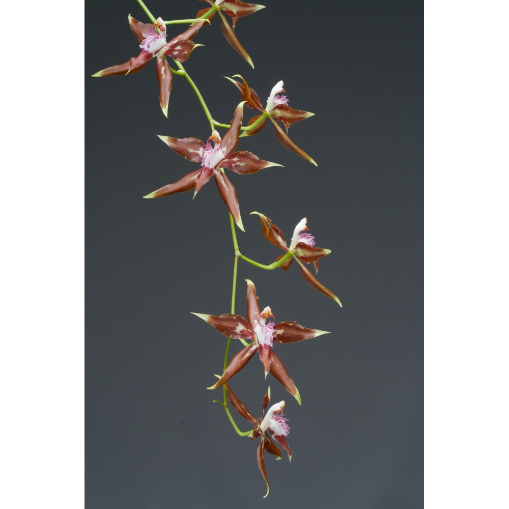 Odontoglossum cristatum orchidée rare, vente