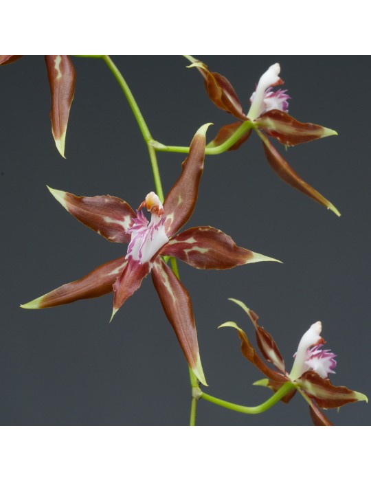 Odontoglossum cristatum orchidée rare, vente