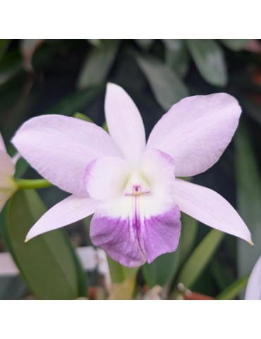 Orchidée Cattleya hybride parme, vente